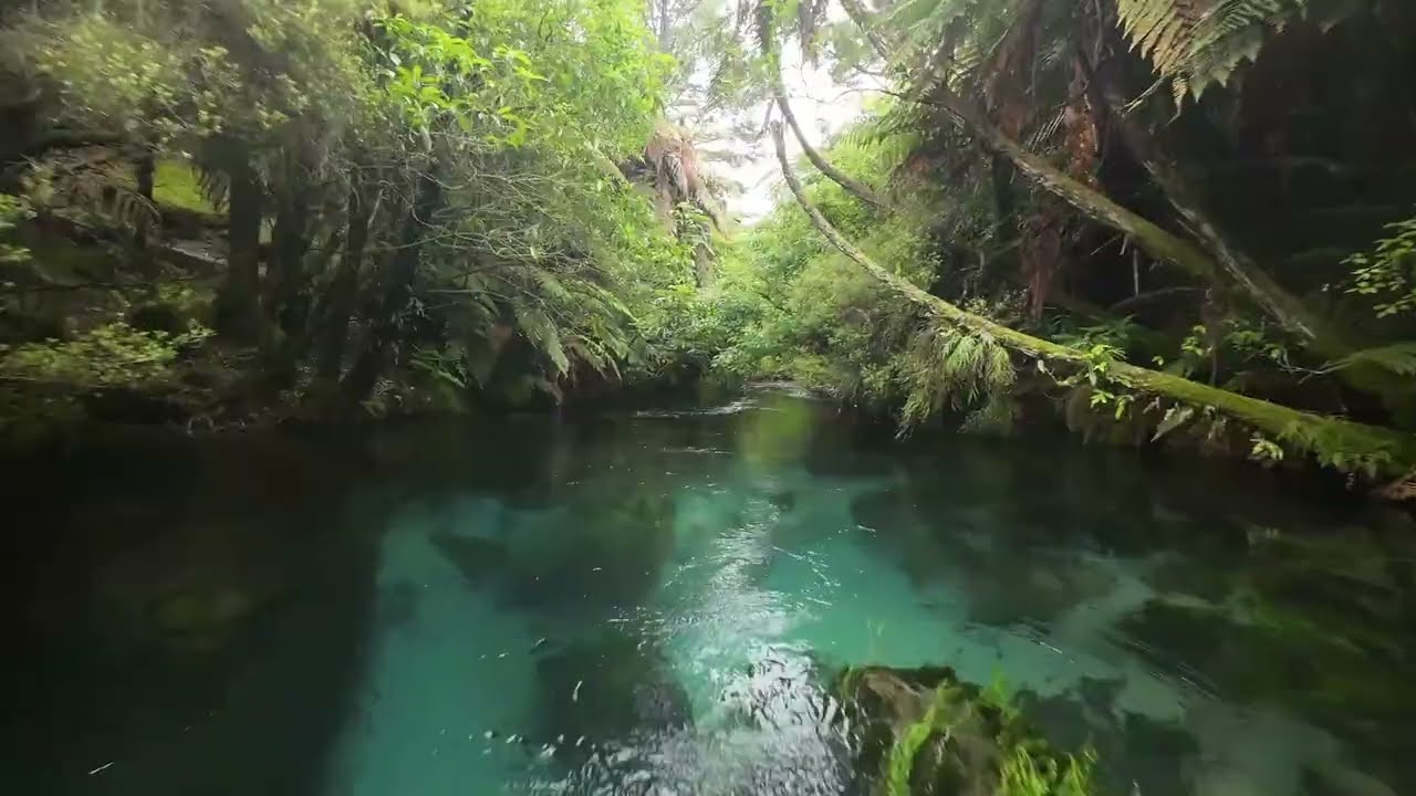 Drone flying low over a clear green stream in dense native bush, tree ferns and mossy branches overhanging both banks.